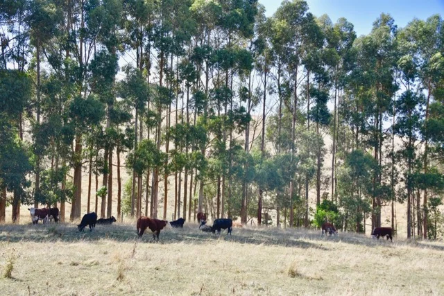 Additional image 3 of 65 McDowell Road, Ryanston VIC 3992