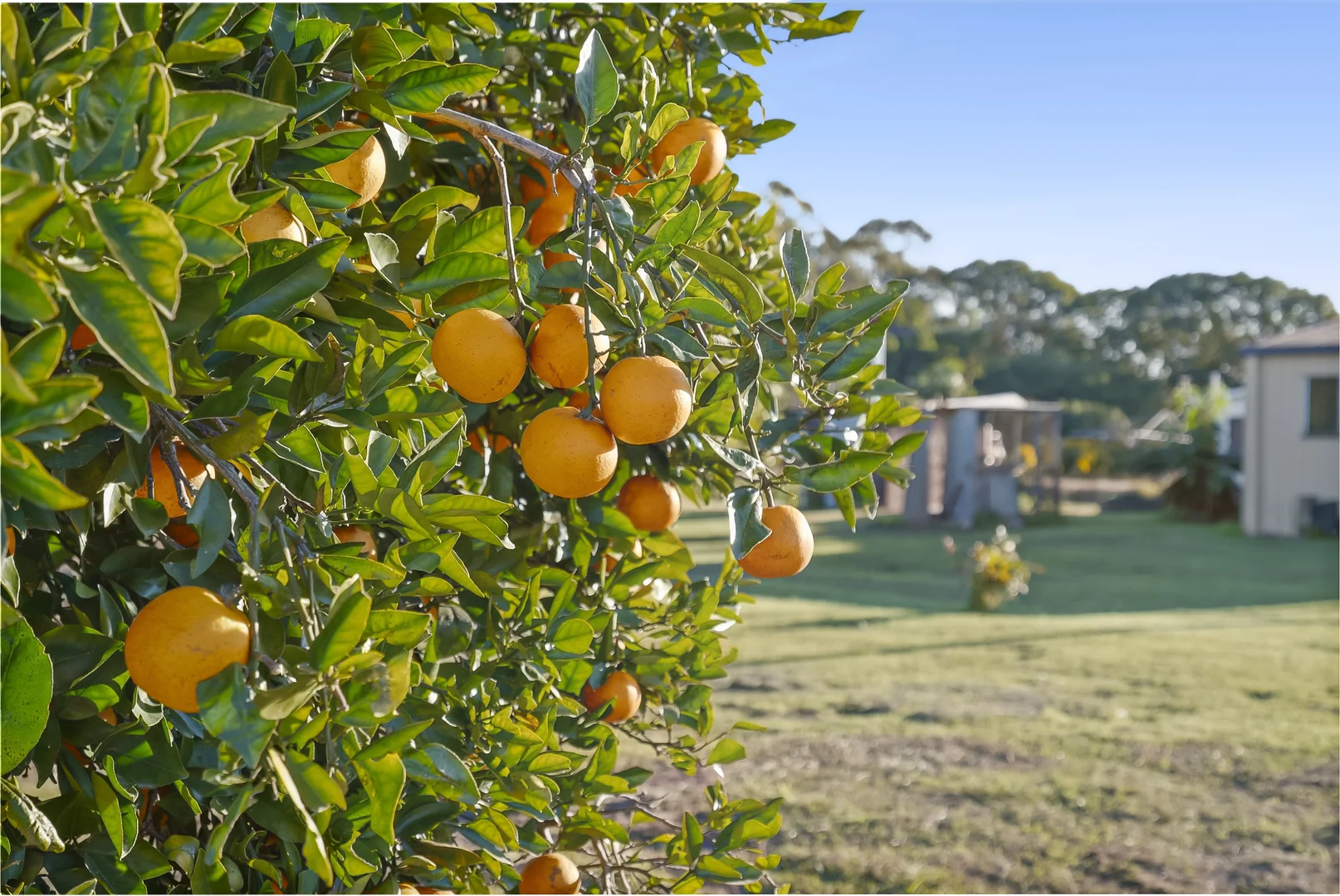 Additional image 15 of 26 Crittenden Road, Glass House Mountains QLD 4518