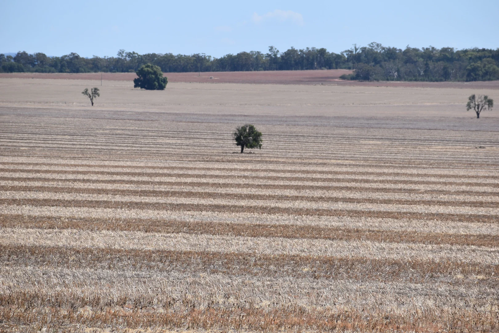 Additional image 23 of 2190 Yarrabandai Road, Trundle NSW 2875