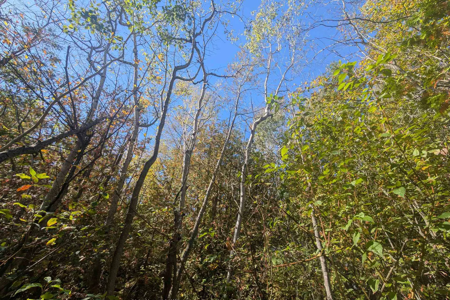 Additional image 11 of Lt 166 Mallory Beach Road