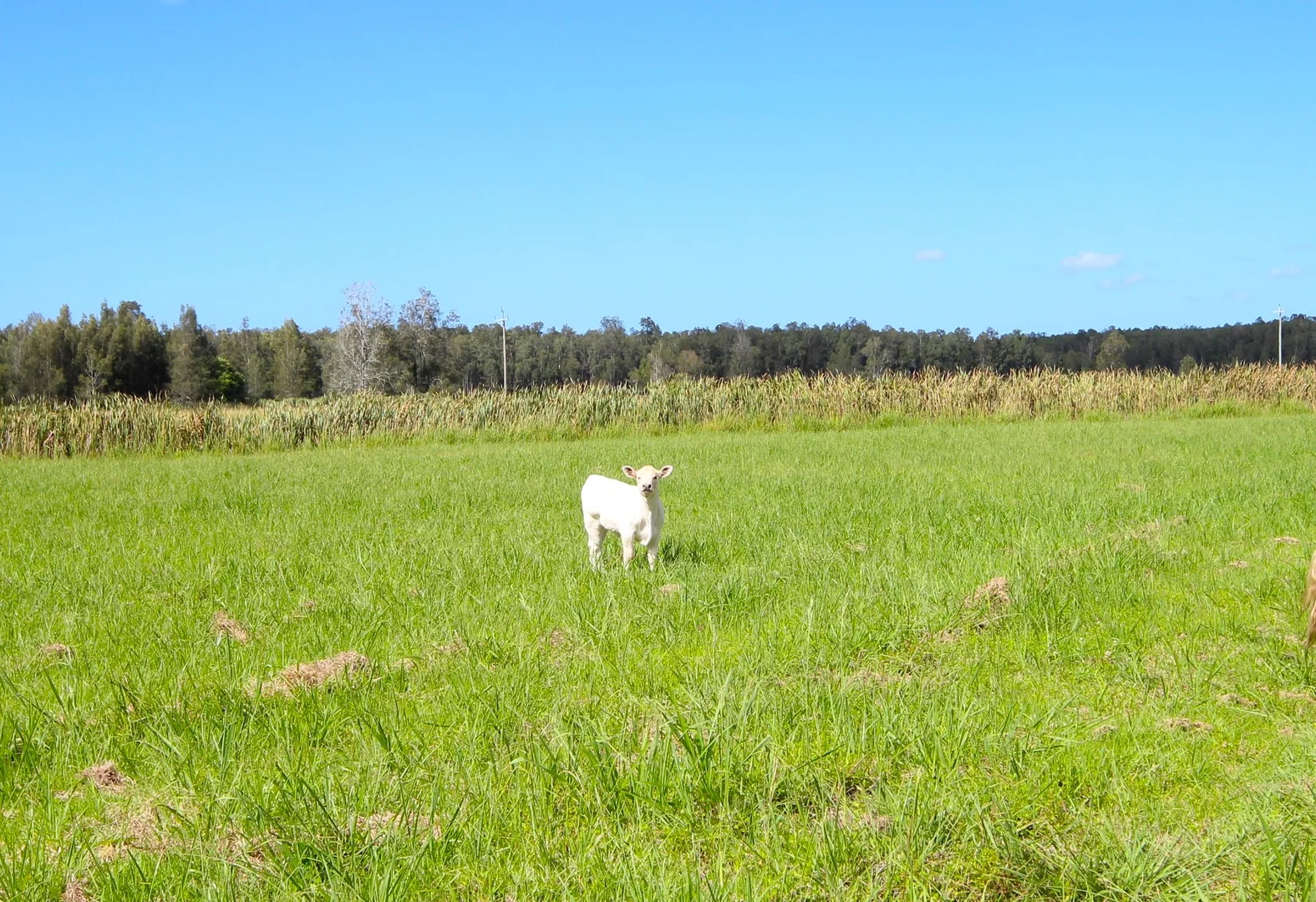 Additional image 19 of 256 Hacks Ferry Road, Hacks Ferry NSW 2441