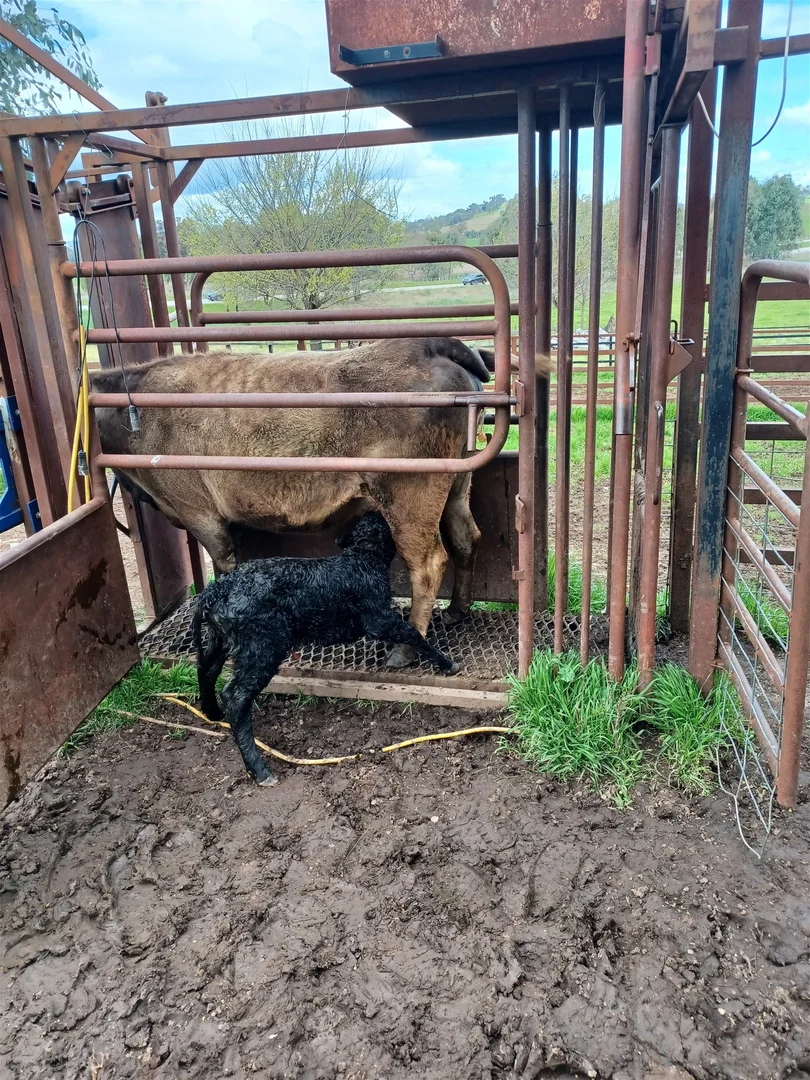 Additional image 12 of 3924 Hume Highway, Tarcutta NSW 2652