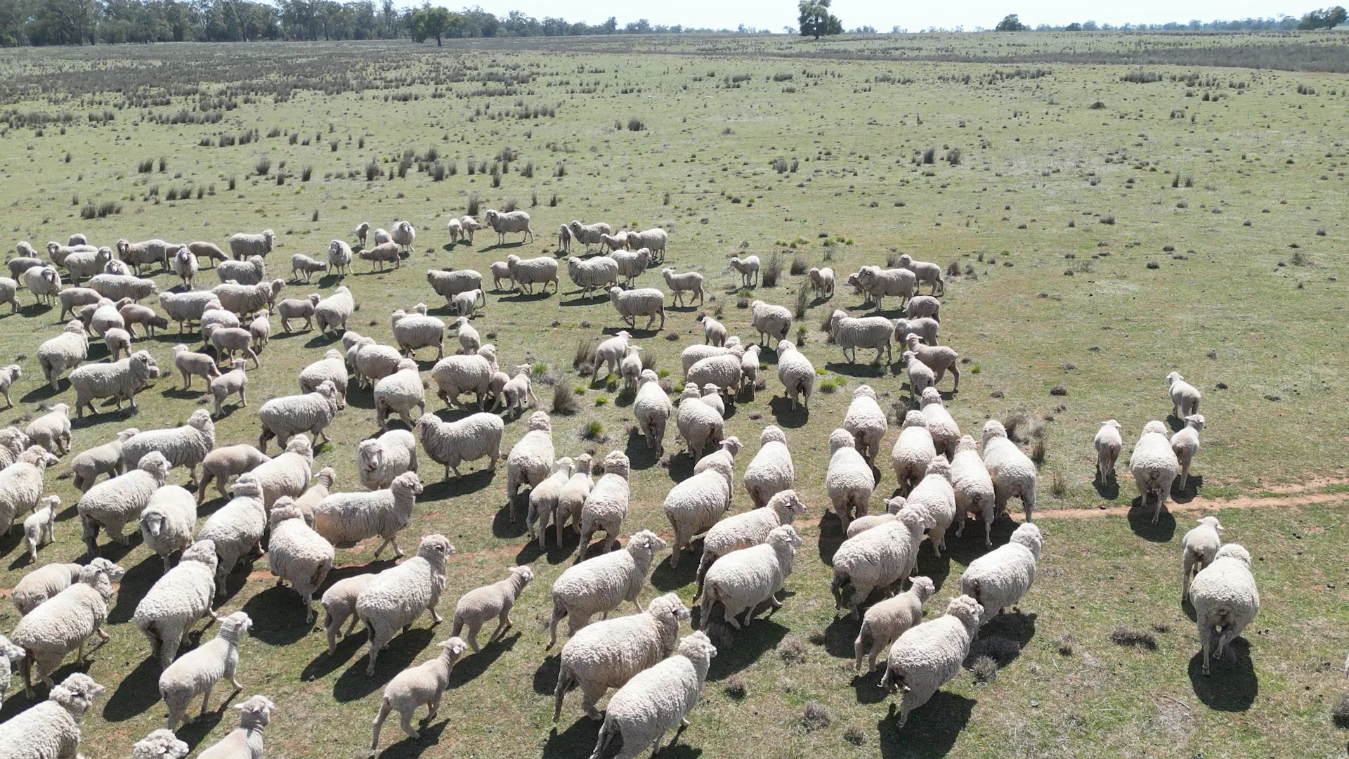 Additional image 24 of 3166 Back Trundle Road, Parkes NSW 2870