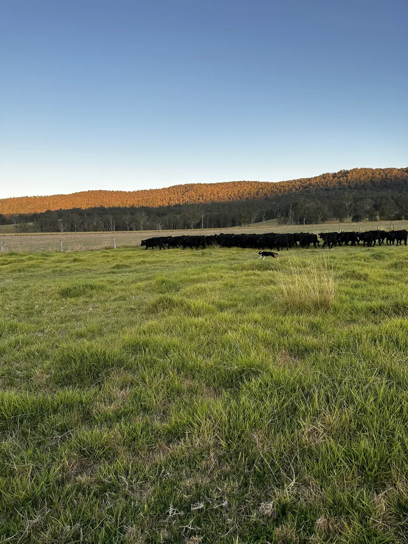 Additional image 25 of 119 Duck Creek Road, Old Bonalbo NSW 2469