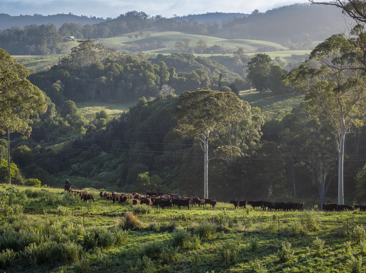 Additional image 16 of 294 Coramba Road, Dorrigo NSW 2453