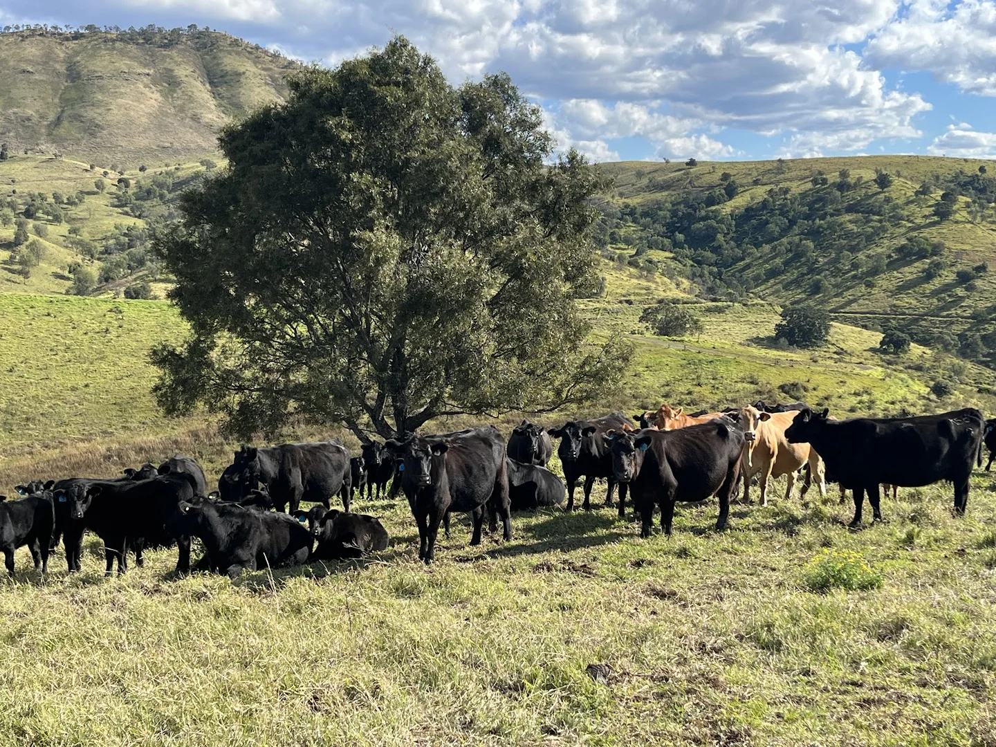 Additional image 2 of 1679 Ingoldsby Road, Ingoldsby QLD 4343