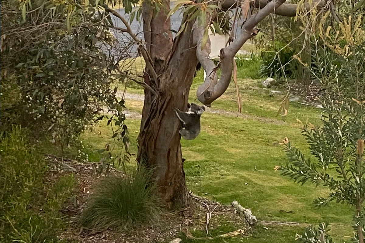 Additional image 18 of 109 Acacia Road, Walkerville VIC 3956