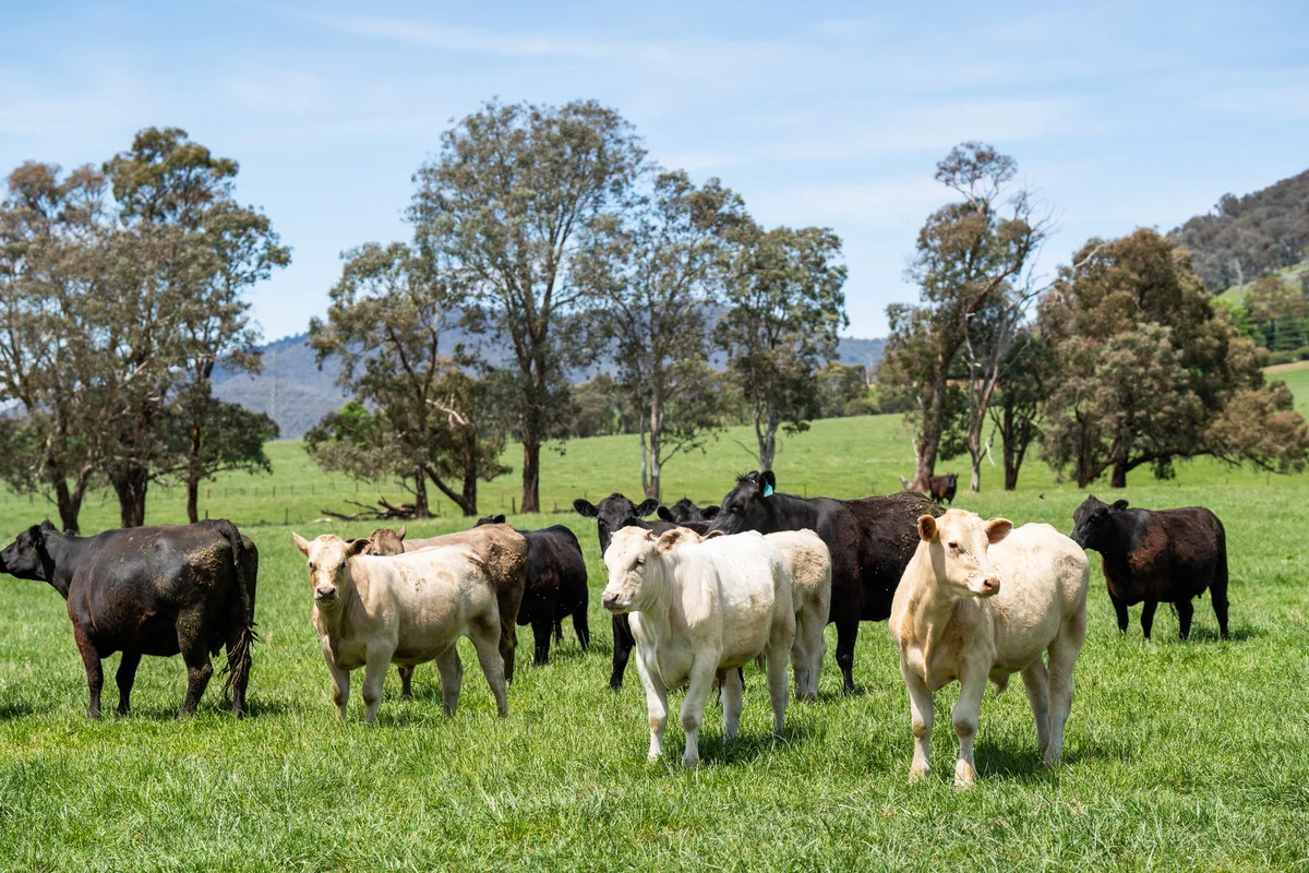 Additional image 12 of 4320 Kiewa Valley Highway, Dederang VIC 3691