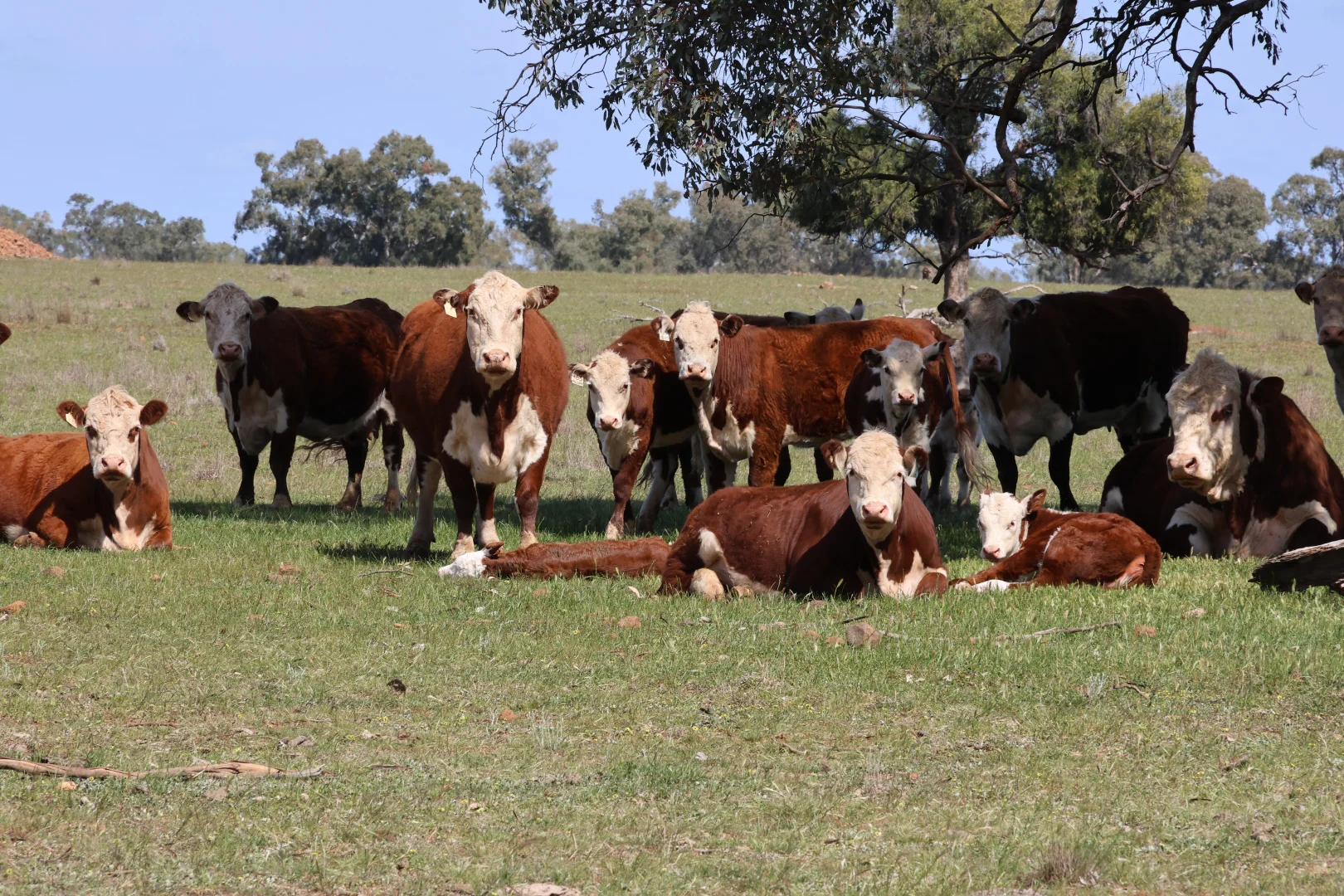 Additional image 23 of 3166 Back Trundle Road, Parkes NSW 2870