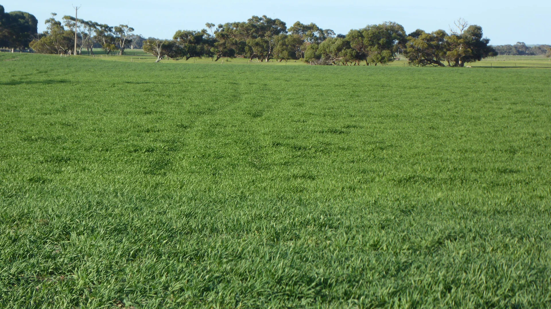 Additional image 15 of "Jacks" Sec 7 Schultz Road, Tintinara SA 5266