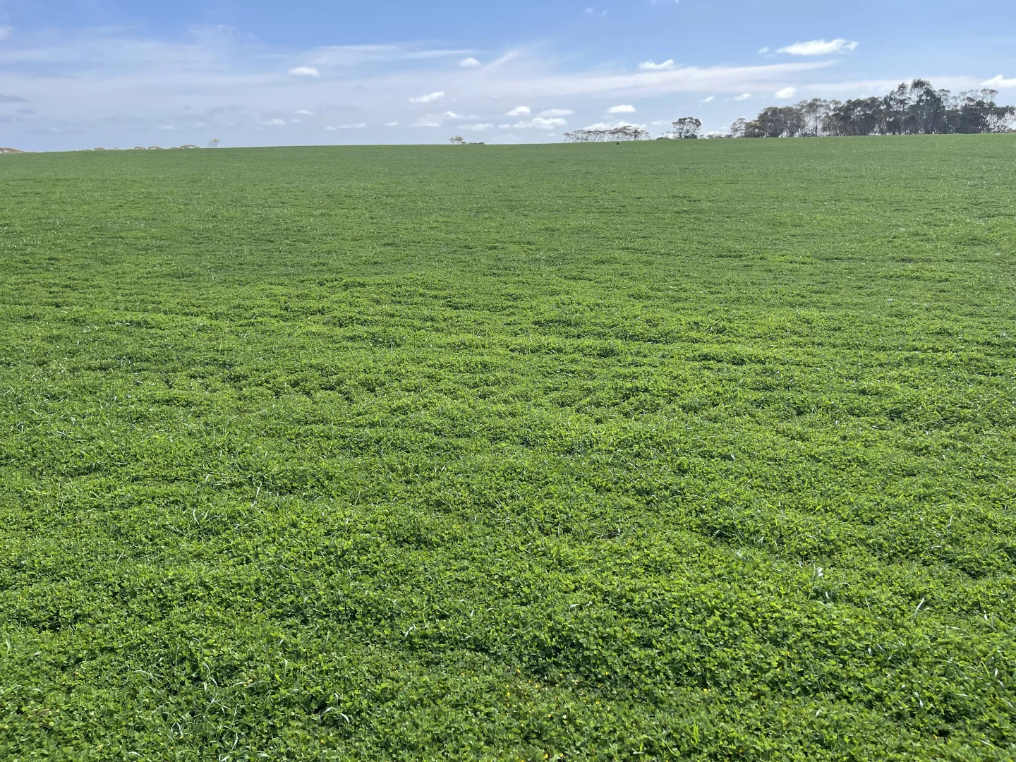 Additional image 12 of Lot 2 Palabie Road, Wudinna SA 5652