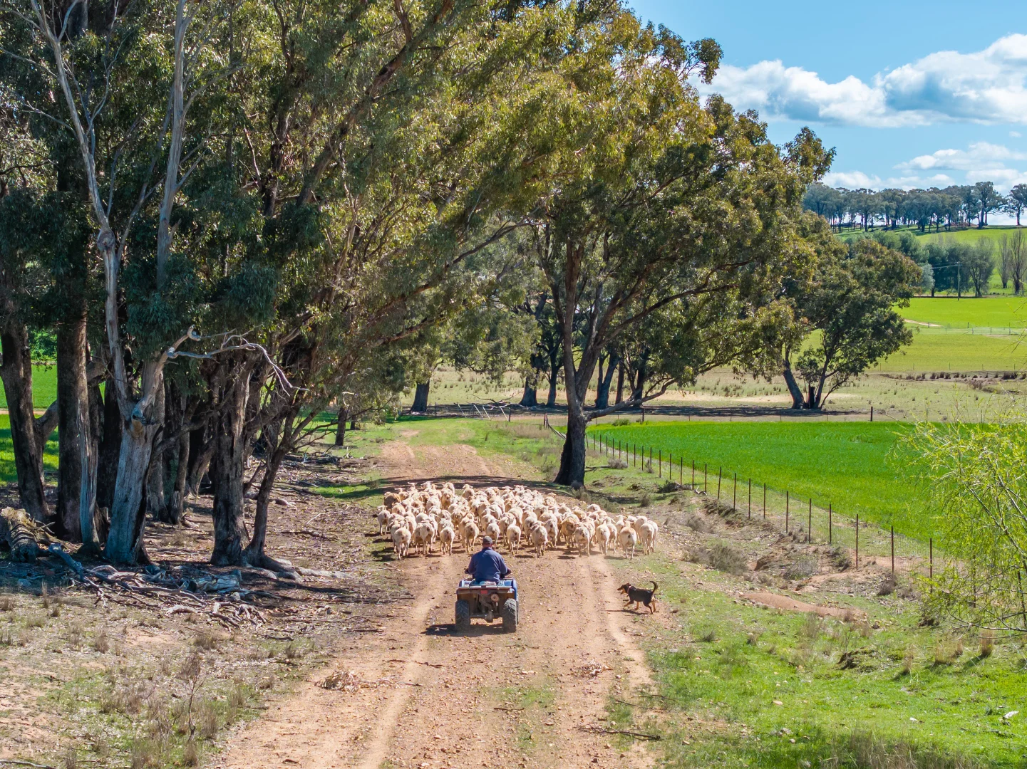 Additional image 36 of 100 Grahams Lane, Grenfell NSW 2810
