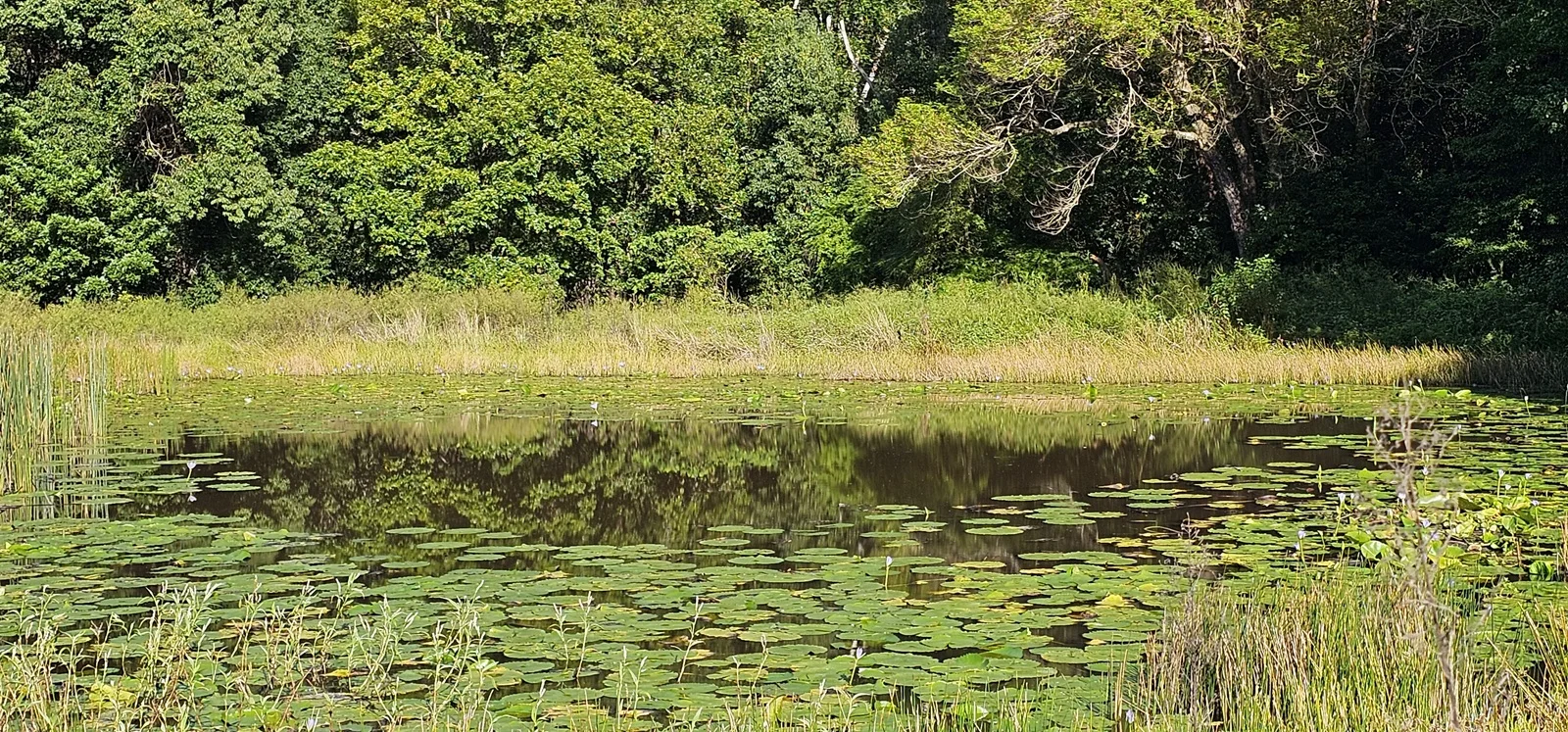 Additional image 14 of Dalwood NSW 2477