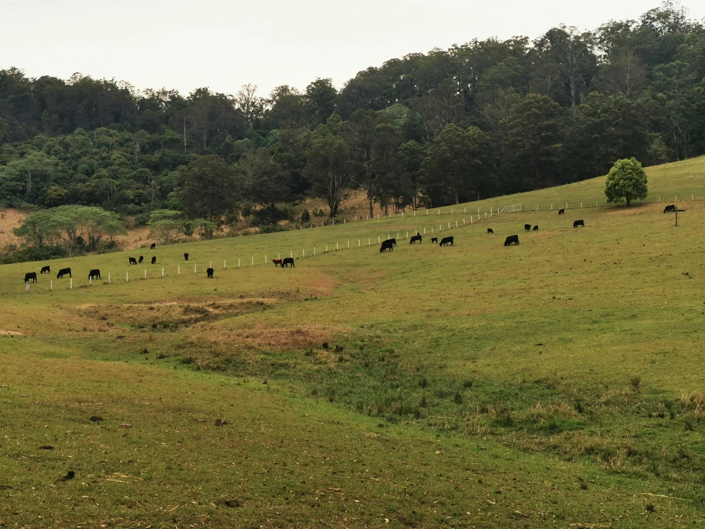 Additional image 19 of 5611 Oxley Highway, Ellenborough NSW 2446