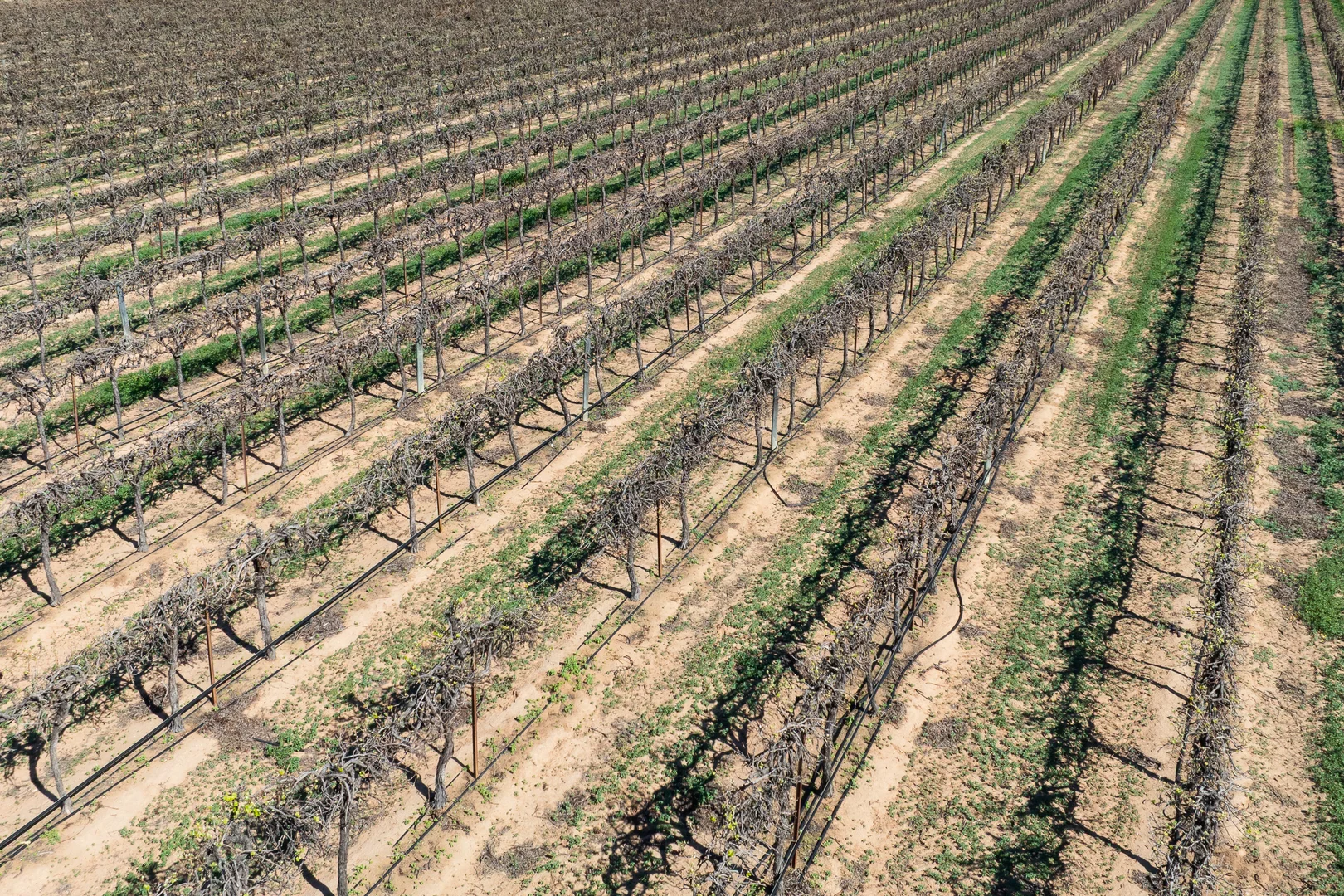 Additional image 11 of Lot 12 Dansie Road, Barmera SA 5345