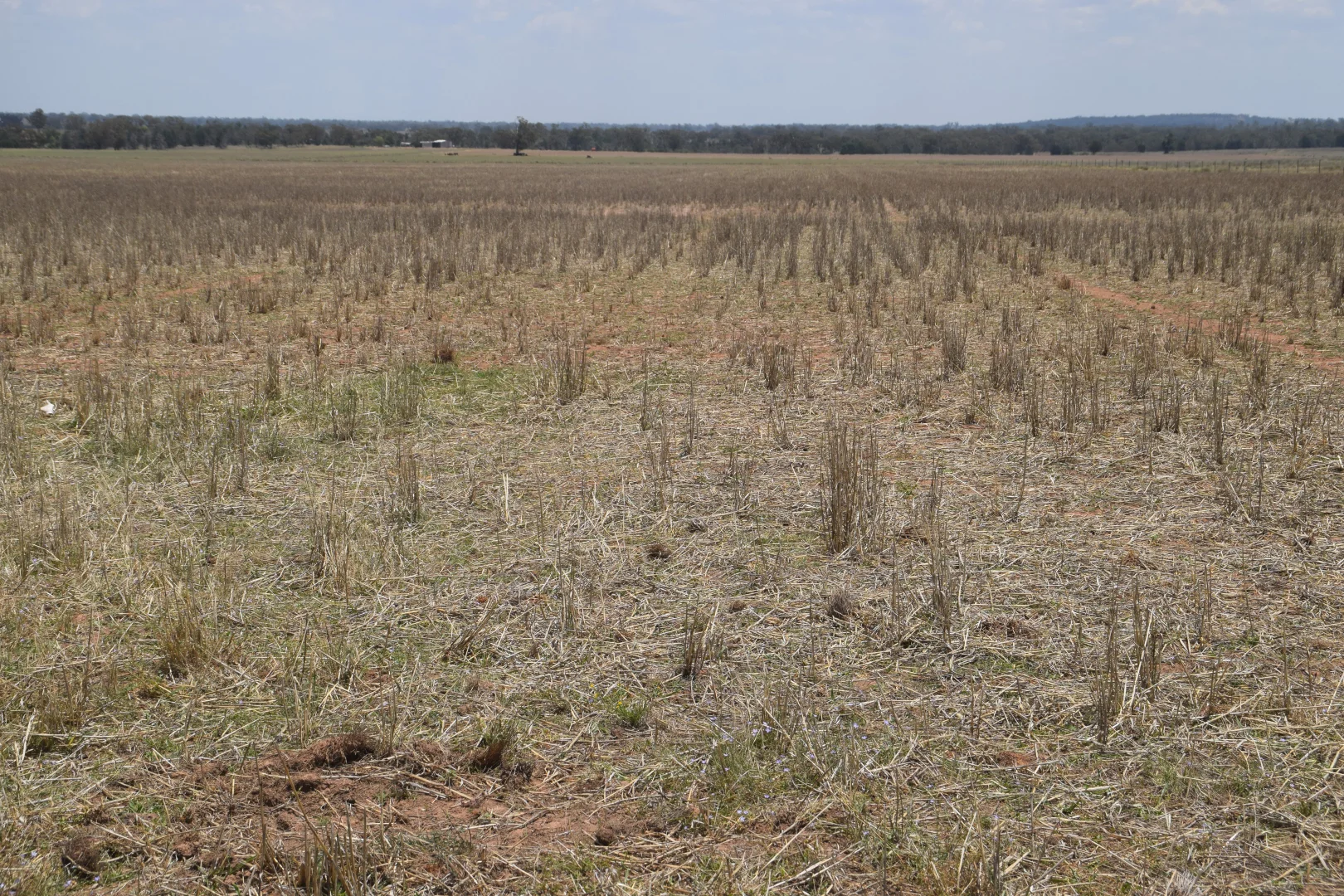 Additional image 23 of 'Illapa' 238L Narromine Road, Dubbo NSW 2830