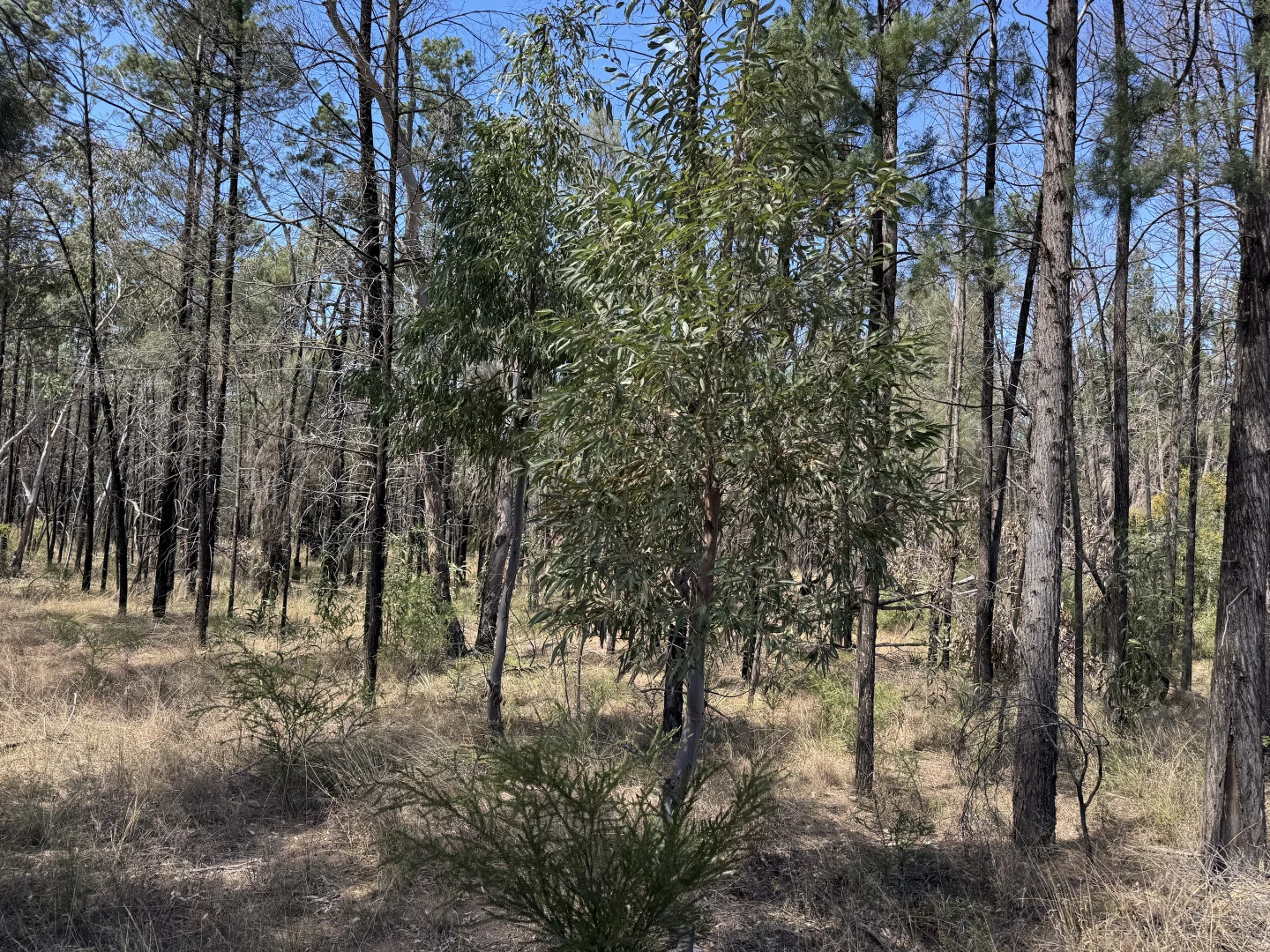 Additional image 4 of Lot 22 Ducklo-Gulera Road, Kumbarilla QLD 4405