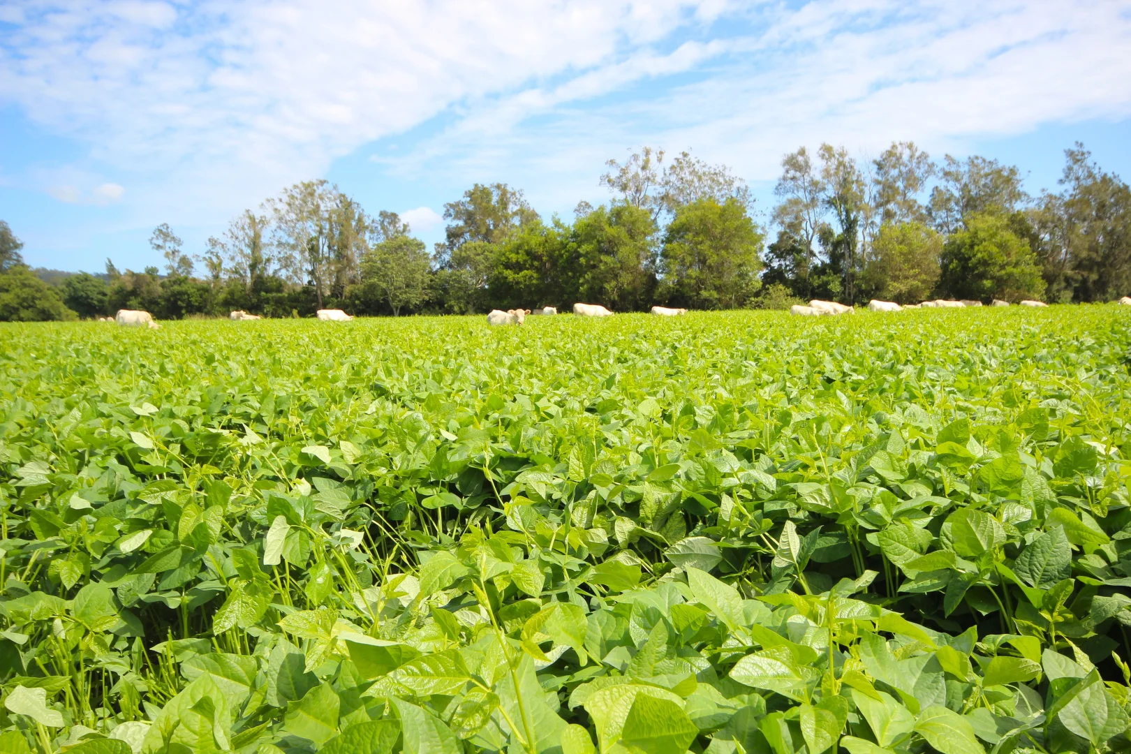 Additional image 2 of 256 Hacks Ferry Road, Hacks Ferry NSW 2441