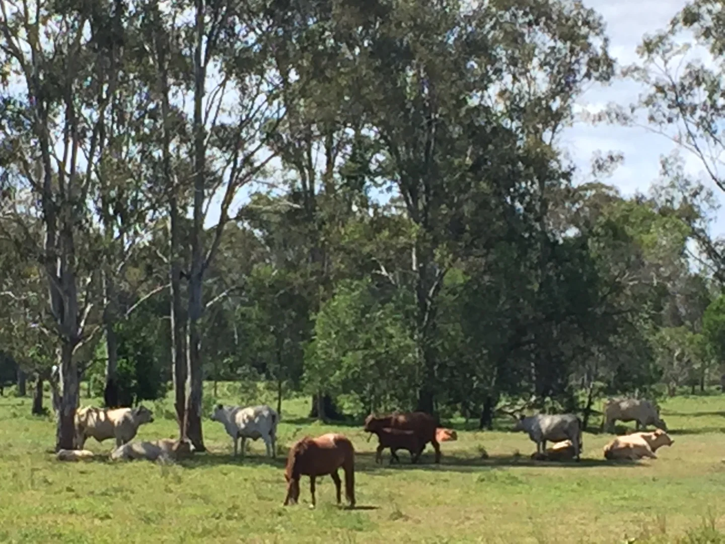 Additional image 4 of Cootharaba QLD 4565