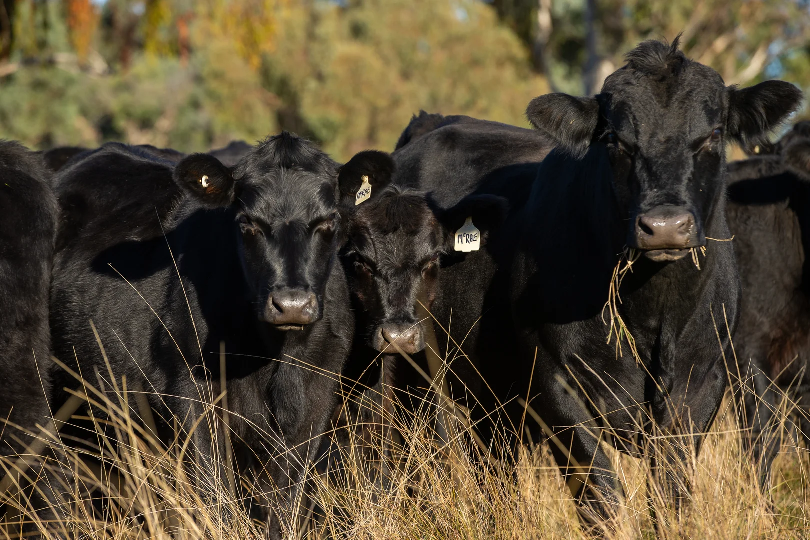 Additional image 2 of 3158 Baldersleigh Road, Guyra NSW 2365