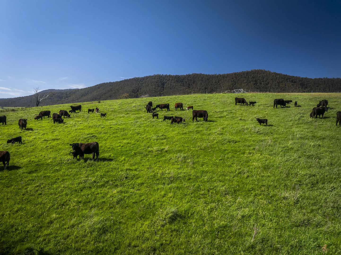 Additional image 30 of 1578 Bindi Road, Bindi VIC 3896