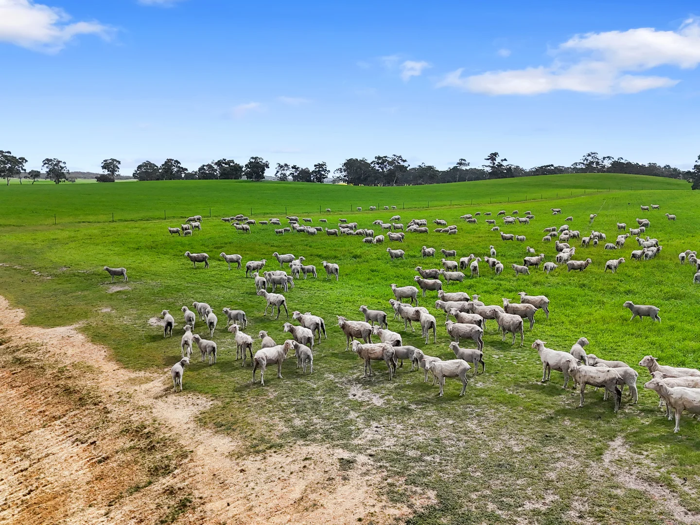 Additional image 12 of 559 Old Stone Tank Road, Mundulla SA 5270