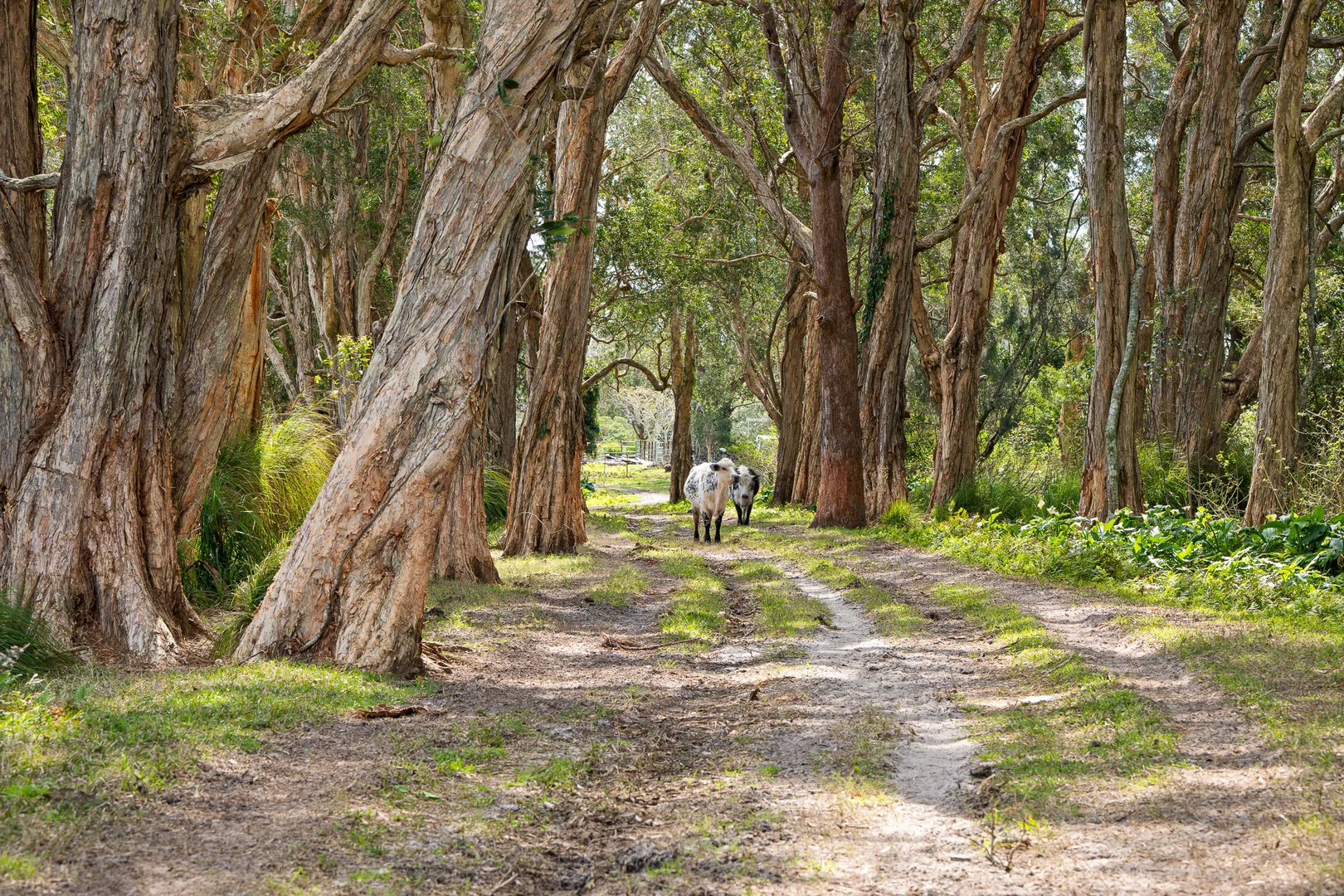 Additional image 9 of 10 Frost Road, Anna Bay NSW 2316