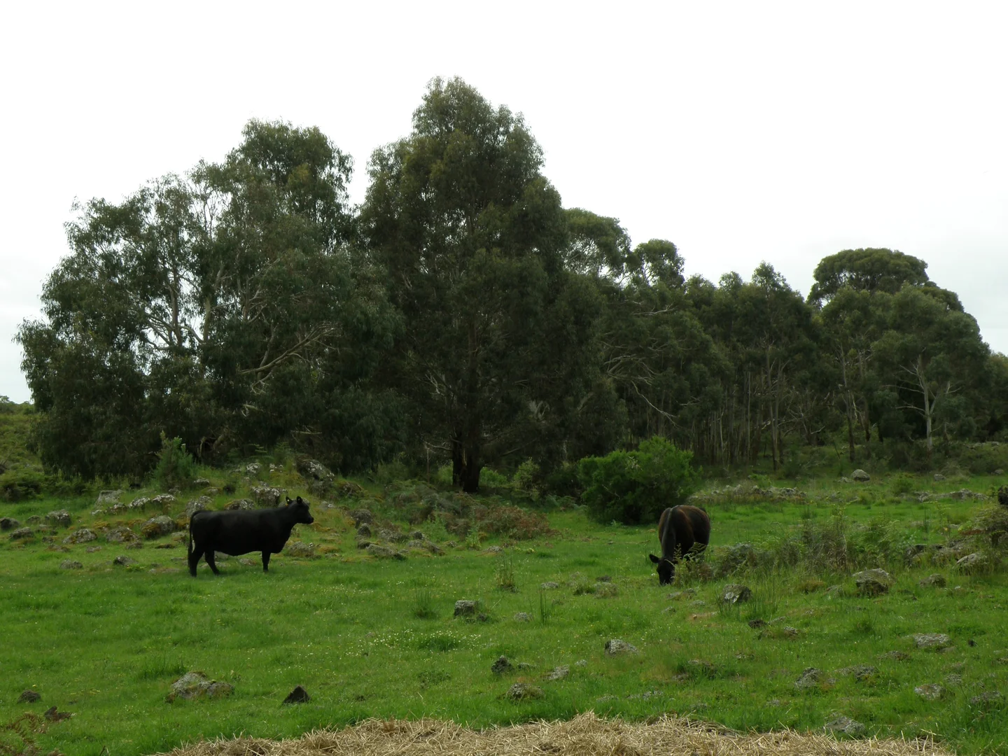 Additional image 8 of 289 Rands Road, Pomborneit North VIC 3260