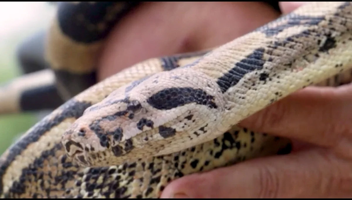 Additional image 23 of 21 Baines Road, Pilton QLD 4361