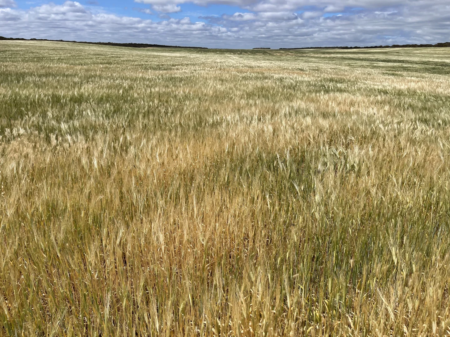 Additional image 8 of Lot/41 Skinner Road, Warramboo SA 5650