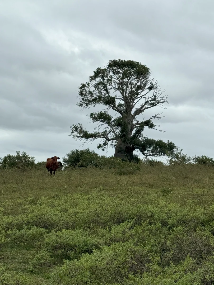Additional image 8 of 34 Bellottis Road, Oakdale QLD 4605