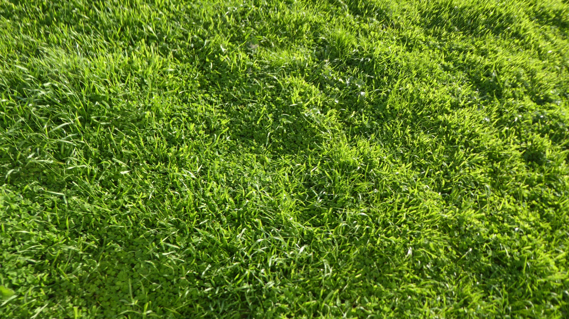 Additional image 7 of "Jacks" Sec 7 Schultz Road, Tintinara SA 5266