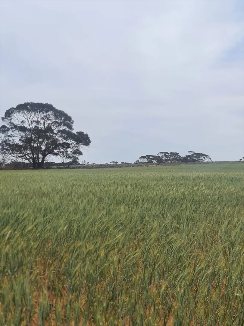 Additional image 3 of Wunkar SA 5311