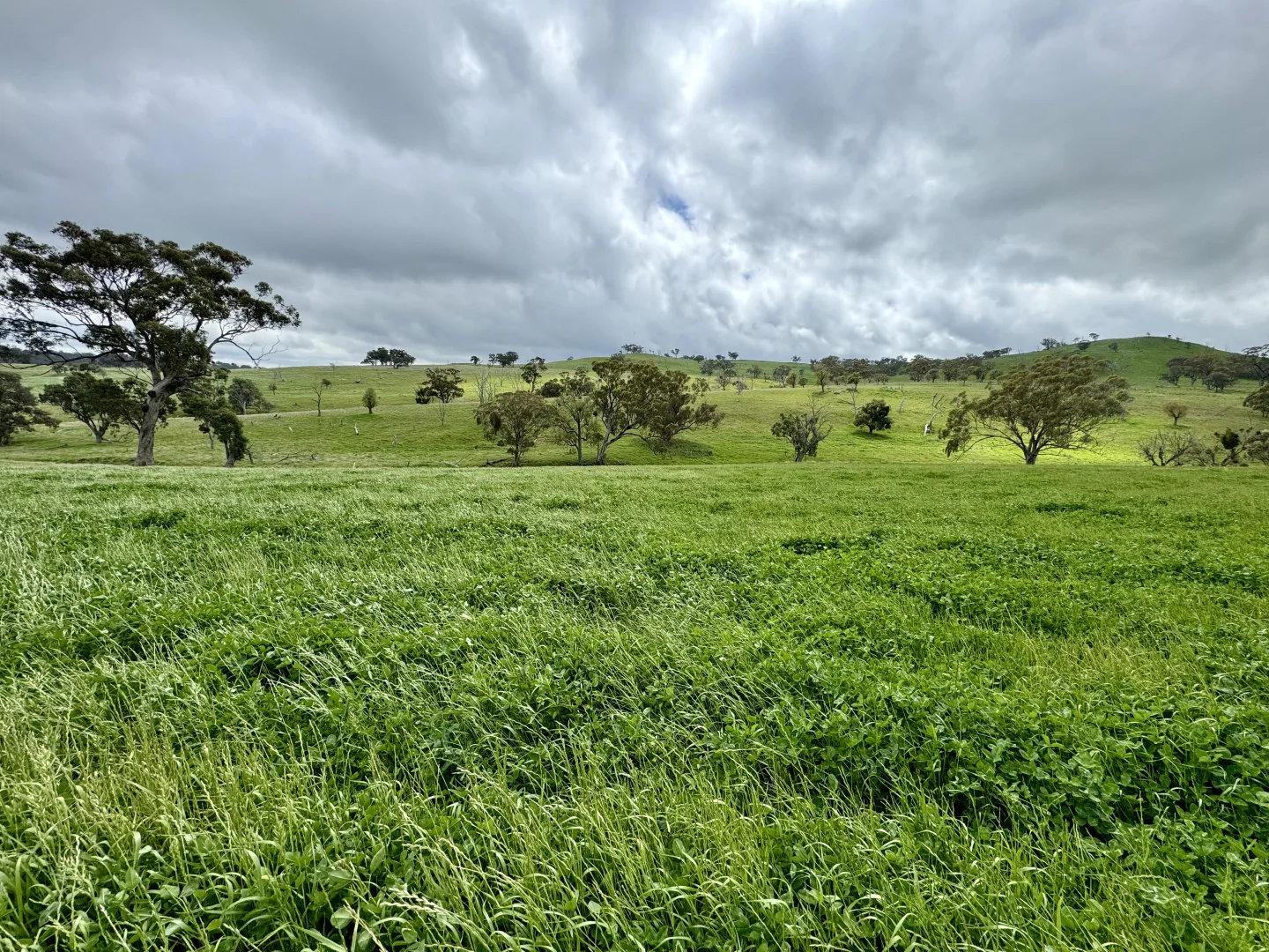 Additional image 12 of "Jemalong" 263 Collier Road, Coolah NSW 2843