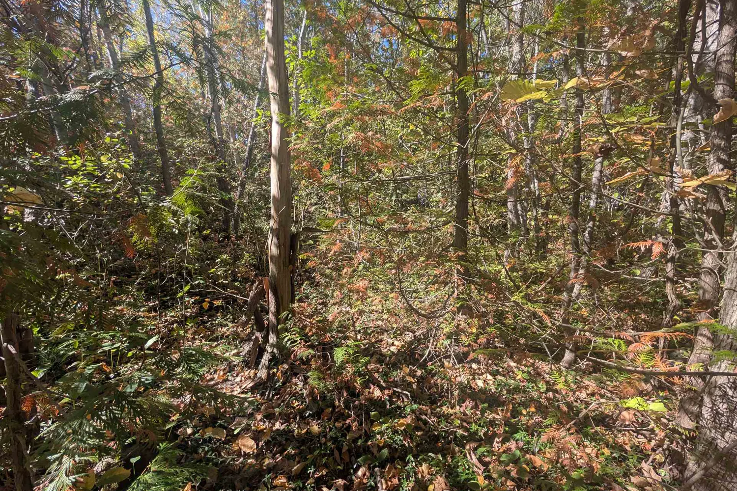 Additional image 15 of Lt 166 Mallory Beach Road