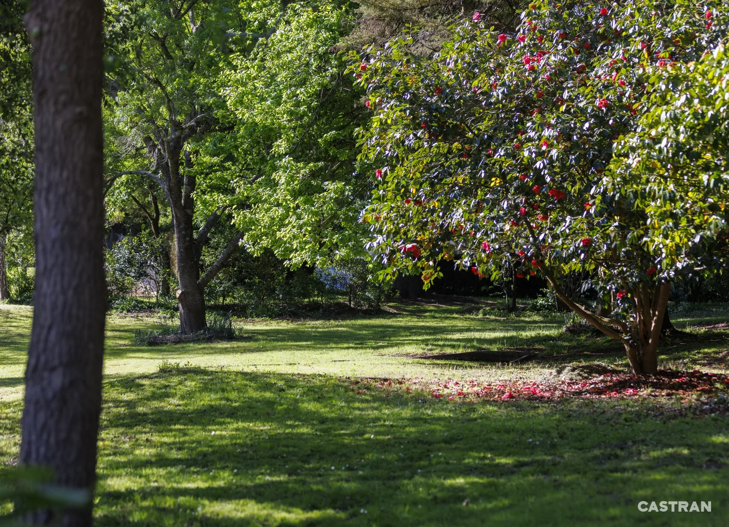 Additional image 30 of 125 Swansea Road, Montrose VIC 3765