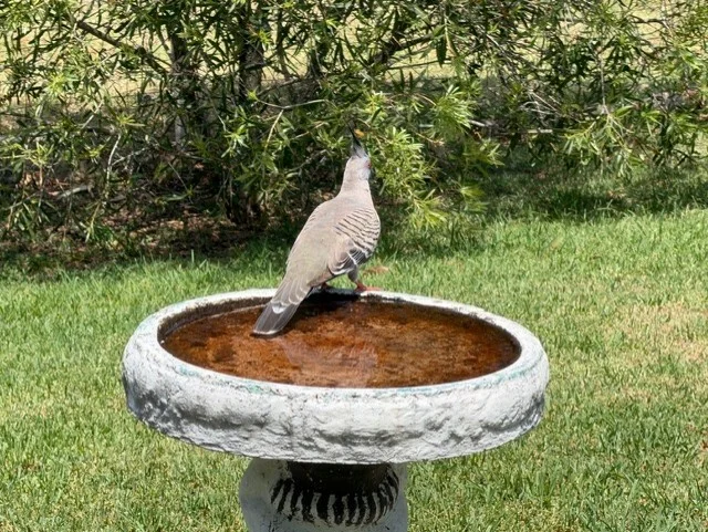 Additional image 9 of 4138 Yetman Rd Graman, Inverell NSW 2360