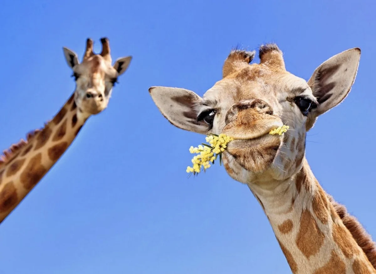 Additional image 9 of 21 Baines Road, Pilton QLD 4361