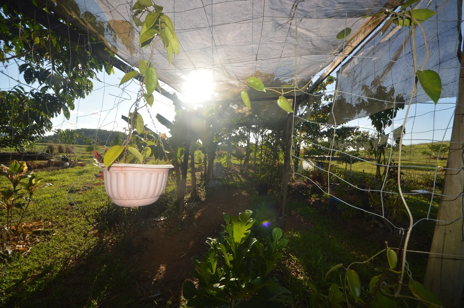 Additional image 10 of 1212 Innisfail Japoon Road, Camp Creek QLD 4871