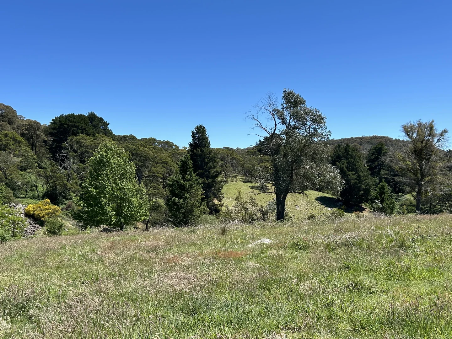 Additional image 13 of 1202 Majors Creek Road, Majors Creek NSW 2622