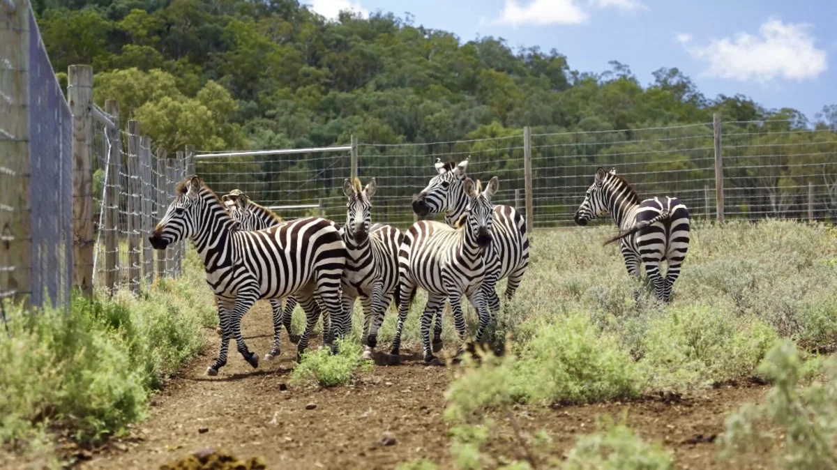Additional image 36 of 21 Baines Road, Pilton QLD 4361