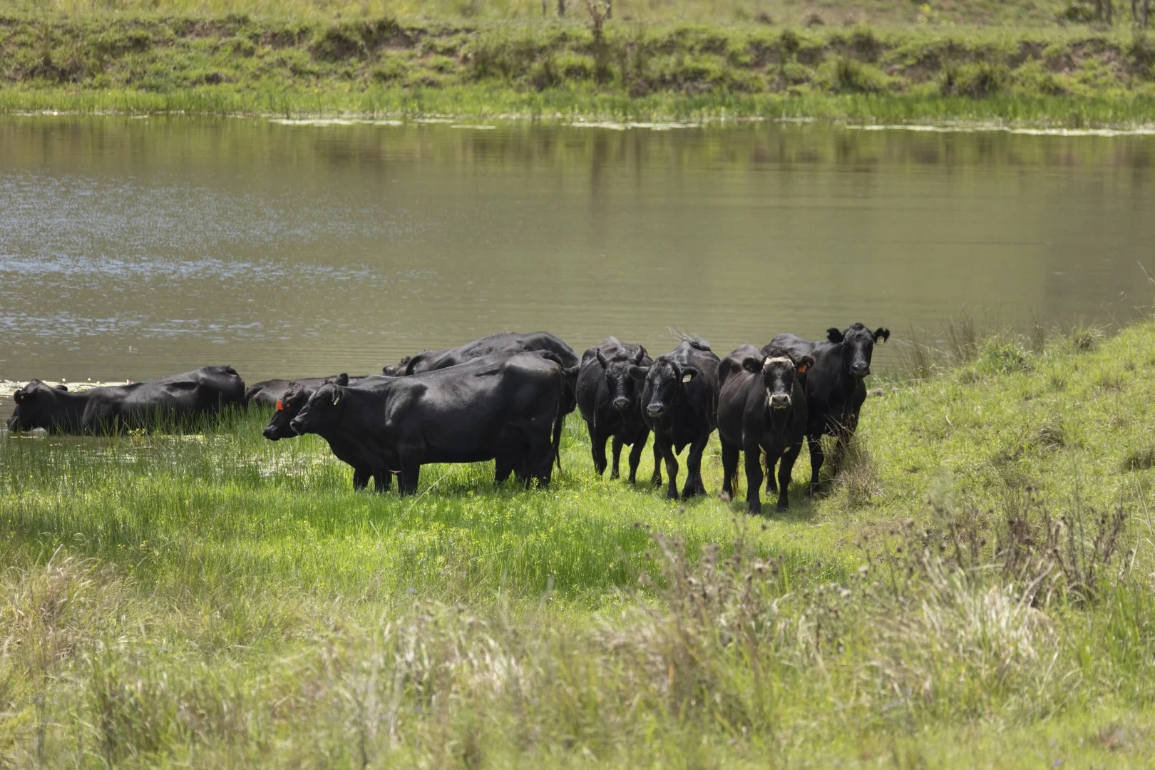 Additional image 6 of 659 Bakers Creek Road, Gloucester NSW 2422