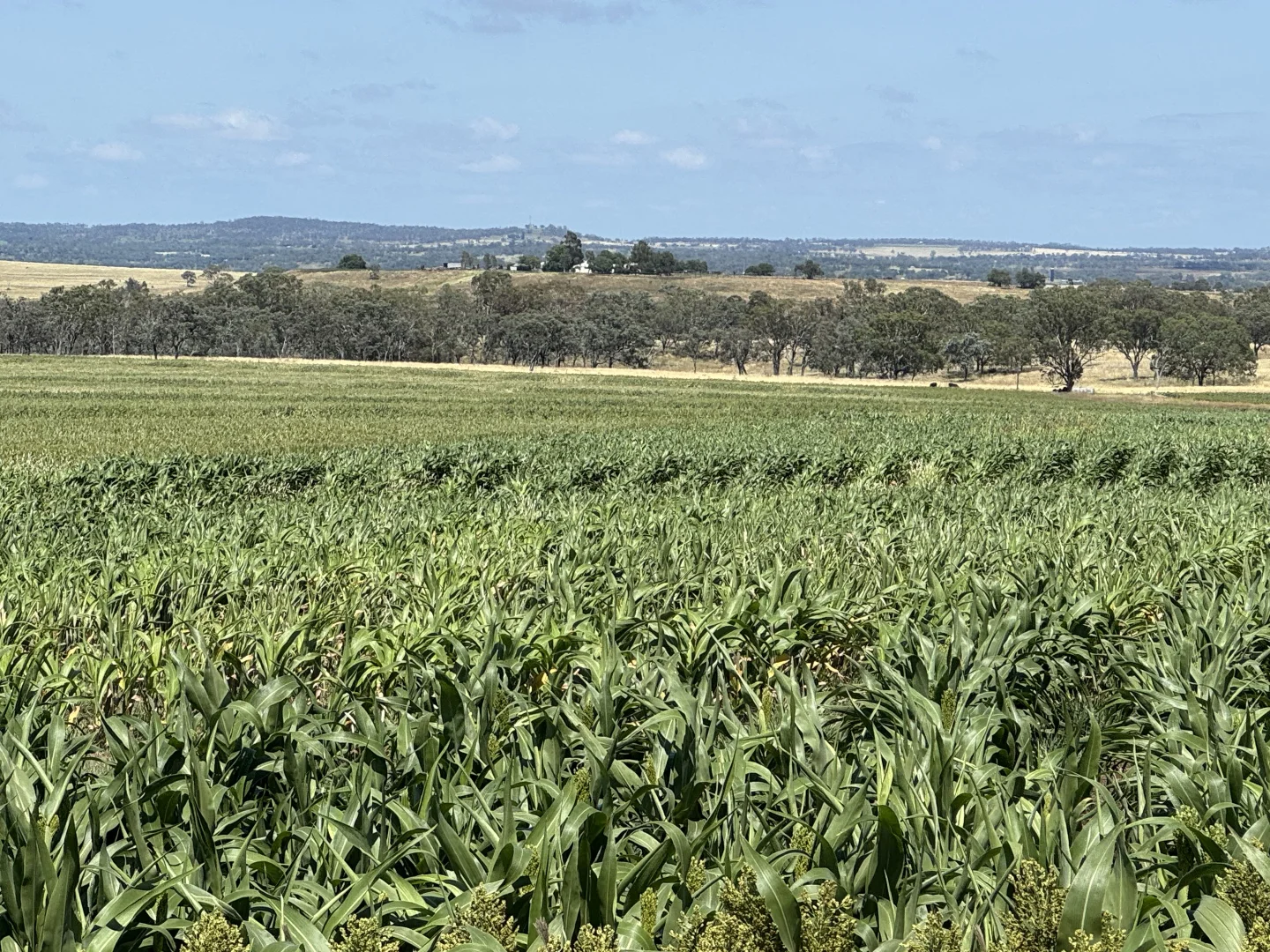 Additional image 11 of Lot 50 Rosenberger Road, Wyreema QLD 4352