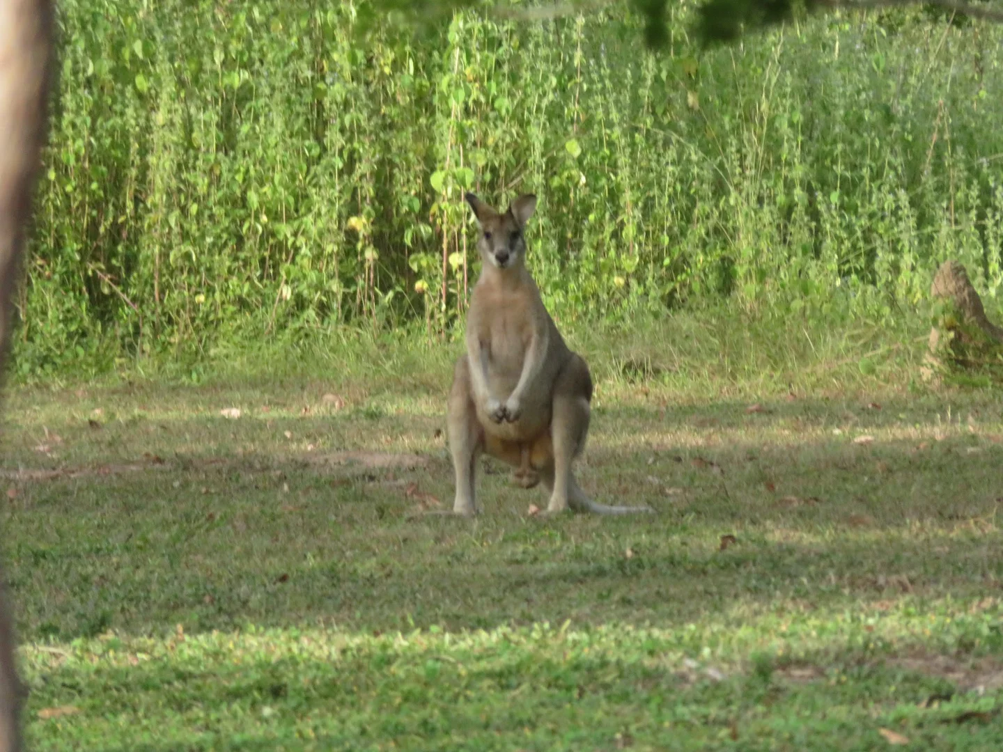 Additional image 63 of 2 Bolwarra Road, Chillagoe QLD 4871