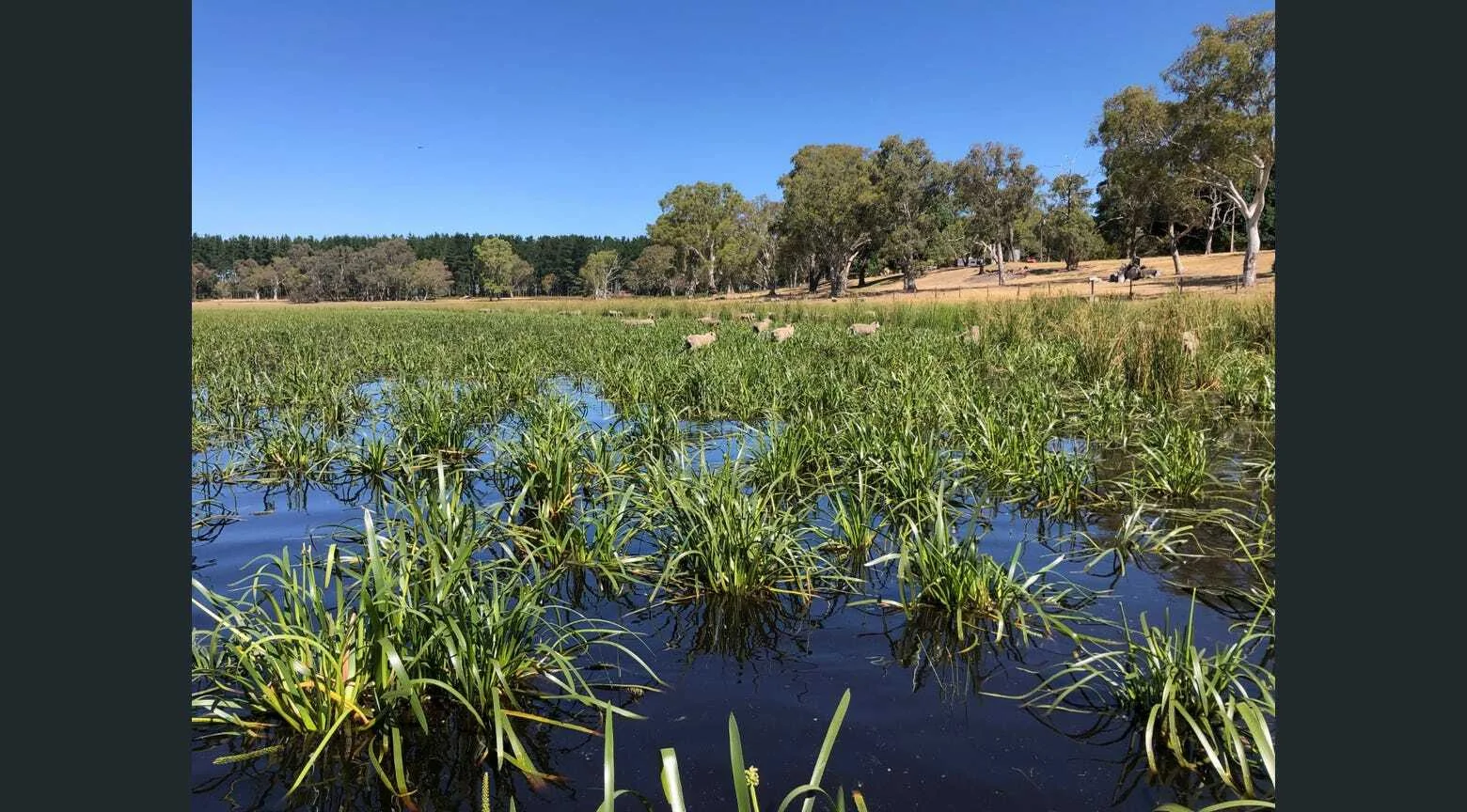 Additional image 19 of 1242 Old Comaum Rd, Coonawarra SA 5263