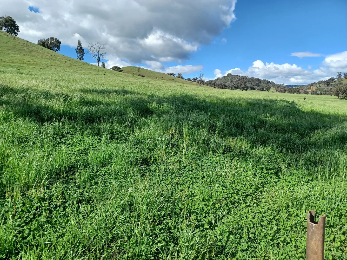 Additional image 33 of 3924 Hume Highway, Tarcutta NSW 2652