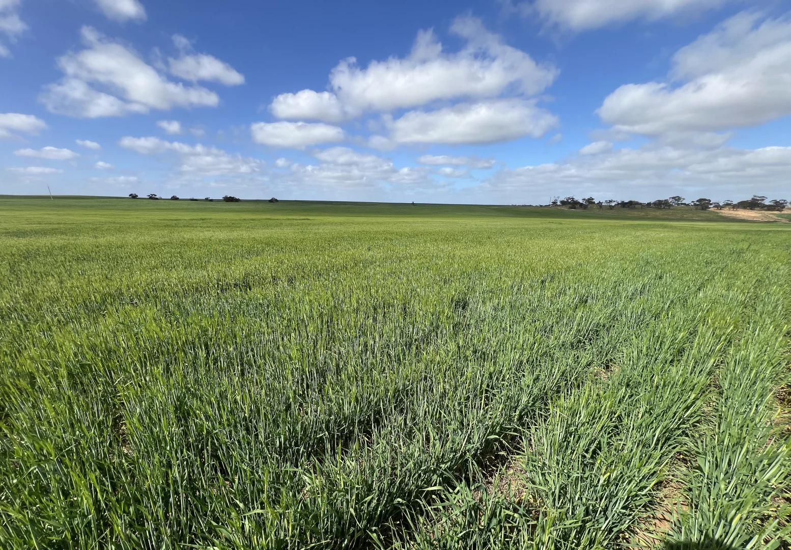 Additional image 6 of 162 Pope Road, Karoonda SA 5307