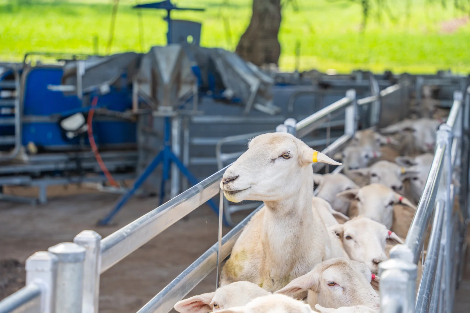 Additional image 24 of 100 Grahams Lane, Grenfell NSW 2810