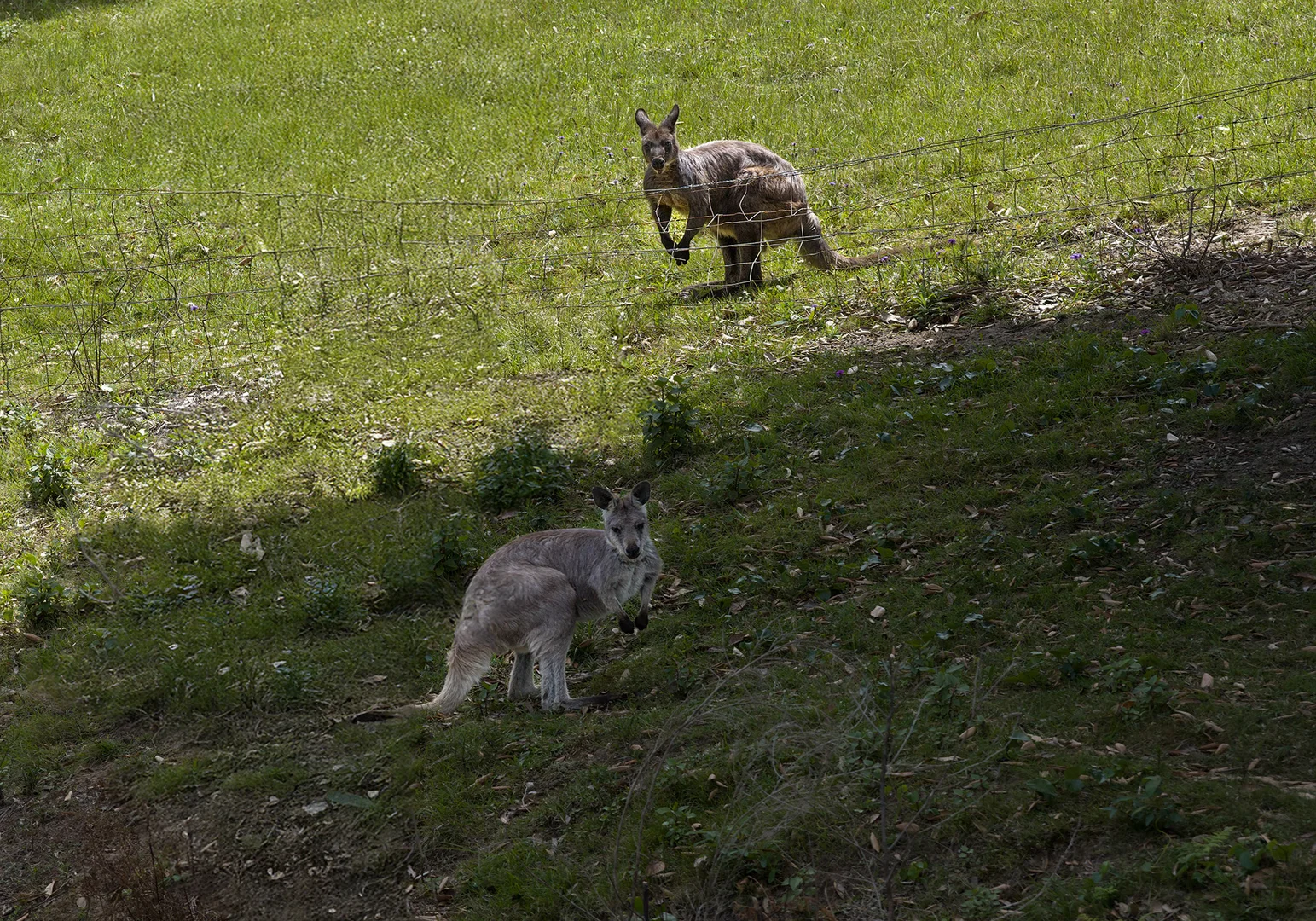 Additional image 28 of 1186A Illaroo Road, Tapitallee NSW 2540