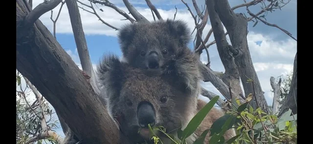 Additional image 2 of Lot 584 Fifth Street, French Island VIC 3921